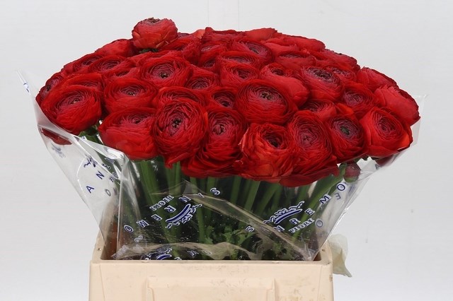 Ранункулус-Ranunculus-Clooney Tango Extra-45cm-40gr 0f8e06e2-f88f-11f0-0a80-012700013032