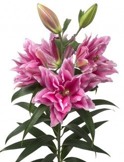 Лилия-Lilium-Or Du Rl Mikaela-95cm 0fb730af-a6db-11f0-0a80-0192005424f0