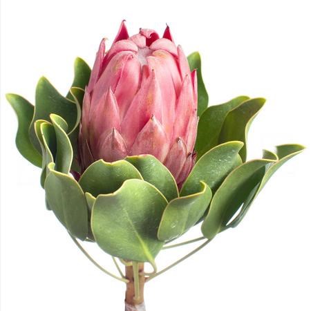 Протея-Protea-Cy Red Rex-60cm 00ef1809-bfa5-11ec-0a80-0b4c00077fa8