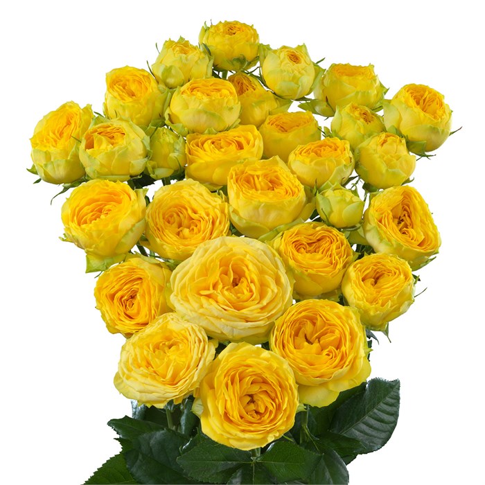 Роза куст-Rosa sp-Golden Trendsetter--50cm-Si 0fdbb92e-ded5-11ee-0a80-04f30033bca4