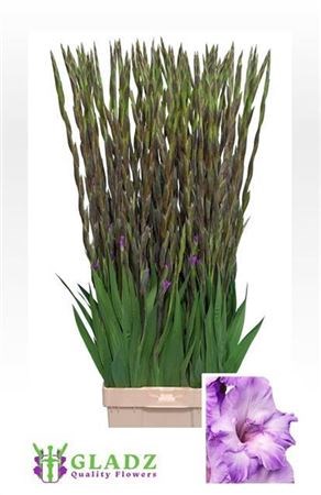 Гладиолус Gr-Gladiolus Gr-Milka-125cm-230gr 0ff3b3a9-39b1-11ee-0a80-11c7003f0150