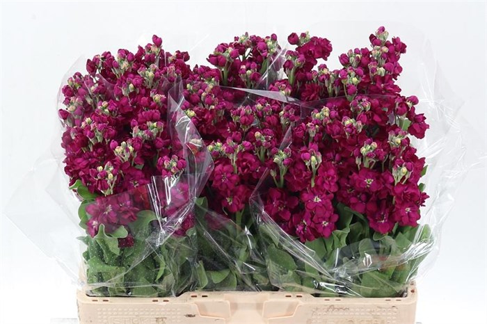 Маттиола-Matthiola-Anyt Red-55cm 100716d7-39b1-11ee-0a80-11c7003f0153