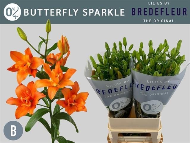 Лилия-Lilium-La Bf Sparkle-90cm 100a1f78-a6db-11f0-0a80-01920054256b