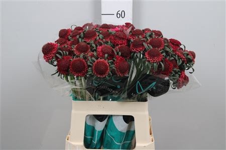 Скабиоза-Scabiosa-Dark Cherry Scoop (x25)-60cm 101e9816-39b1-11ee-0a80-11c7003f0156