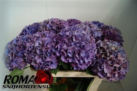 Гортензия-Hydrangea-M Rodeo Cl-/75cm 10881c93-41ae-11ee-0a80-0349000f6a9d