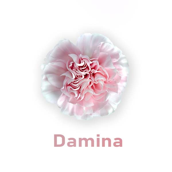 Гвоздика SE-Dianthus SE-Damina-FC/ 109bd100-7149-11ed-0a80-0fed0007ee7d