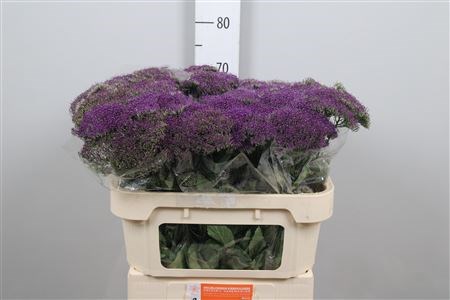 Трахелиум-Trachelium-Pu Lake Michig-70cm 10e63299-bfa5-11ec-0a80-0b4c00079095