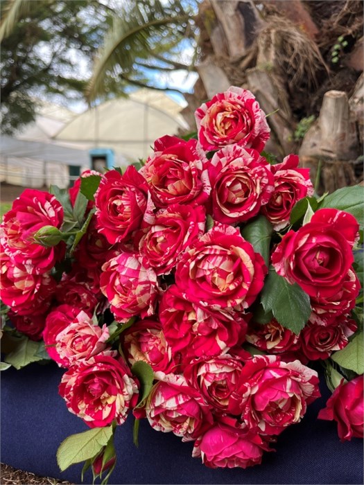 Роза куст-Rosa sp-La Parisienne-50cm-RS 11239458-e398-11ee-0a80-117a001ede54