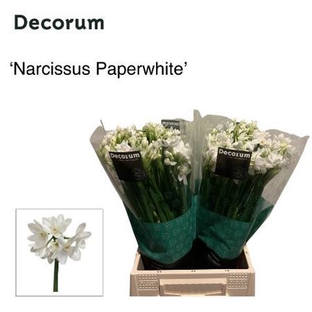 Нарцис-Narcissus-Ta Ziva Papaerwhitr-42cm-22gr 0110cb9d-8bf4-11ed-0a80-070800d38cde
