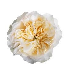 Роза-Rosa-Aurora Gardens-60cm-PE 11842ab2-d344-11ef-0a80-0bd300104cd9