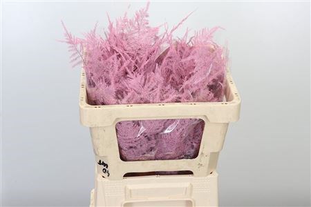 Аспарагус-Asparagus Dyed Small-Pink-GW 1272d5f5-0c2f-11ee-0a80-0f1a00210c1f