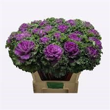 Брассика-Brassica-Ruffle Red-60cm 12a9eb0d-6902-11ef-0a80-04d00083abfa