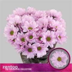 Хризантема куст-Chrysant Tr-Precious 12ae5ea4-8afa-11ef-0a80-156c0012c738