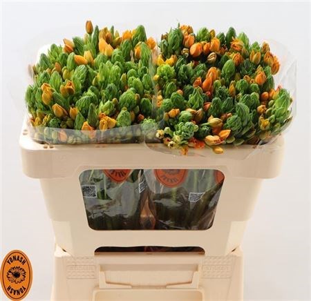 Орнитогалум-Ornitogalum-Db Sunshine-50cm 01185d88-8bf4-11ed-0a80-070800d38ce1