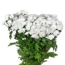 Хризантема сант-Chrysant sant-Baykal 12b90159-8afa-11ef-0a80-156c0012c73e