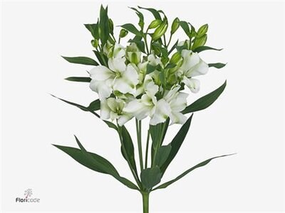 Альстромерия-Alstroemeria-Charmelia White 12c2ef8a-8afa-11ef-0a80-156c0012c744