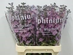 Дельфиниум-Delphinium-E Dewi Melody 12e800bf-8afa-11ef-0a80-156c0012c75c
