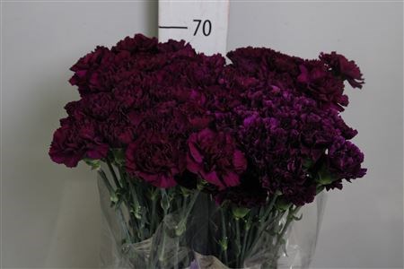 Гвоздика ст-Dianthus st-Moontea-70cm 12f20368-bfa4-11ec-0a80-0b4c00069957