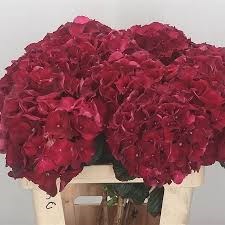Гортензия-Hydrangea-Magical Rubyred 12fa71fe-8afa-11ef-0a80-156c0012c768
