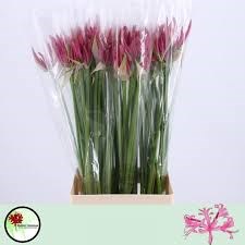 Нерине-Nerine-Bo Favoriet-70cm 12fe970f-6902-11ef-0a80-04d00083ac07