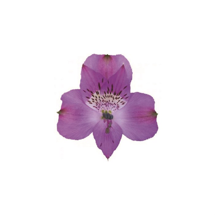 Альстромерия-Alstroemeria-Purple-60cm-QA 1305278f-6a9f-11ed-0a80-07f70001e25f