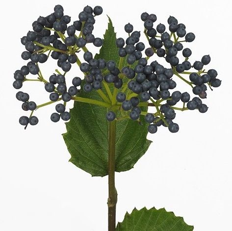 Вибурнум-Viburnum-Dark Blue Hermani-100cm 131fa7b1-6902-11ef-0a80-04d00083ac13