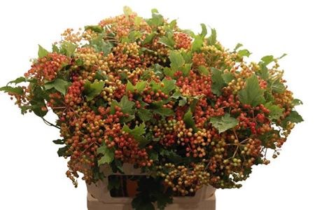 Вибурнум-Viburnum-Op Compactum Ex-80cm 13252919-6902-11ef-0a80-04d00083ac17