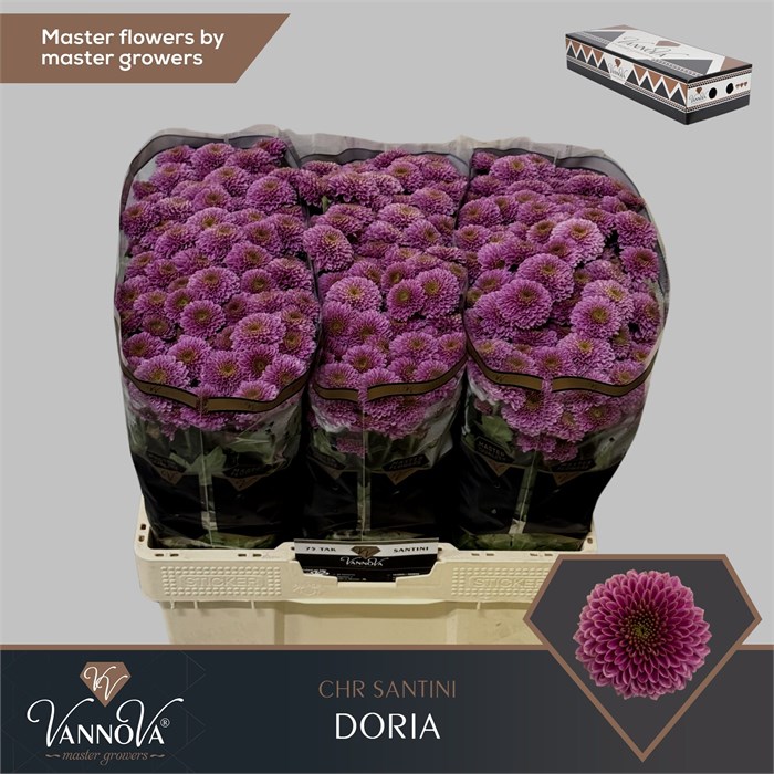 Хризантема сант-Chrysant sant-Doria-55cm-130gr 0130a52a-7f55-11f0-0a80-16d3001bd039