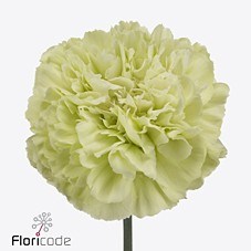 Гвоздика ст-Dianthus st-Lege Verde-65cm 13530e5b-bfa4-11ec-0a80-0b4c000699c5