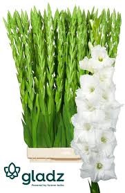 Гладиолус Gr-Gladiolus Gr-Serena Ex-120cm 1392cbbf-6902-11ef-0a80-04d00083ac98