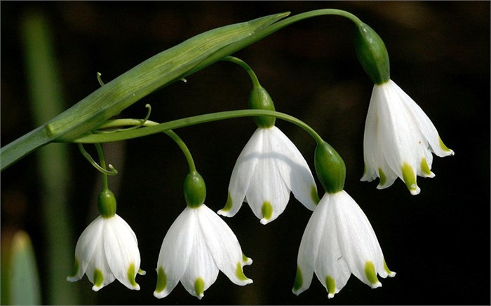 Белоцветник-Leucojum-Aestivum--40cm 13a1a74d-bfa5-11ec-0a80-0b4c00079378