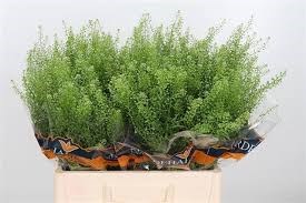 Тласпи-Thlaspi-Green Bell-80cm 13ab4b08-6902-11ef-0a80-04d00083aca2
