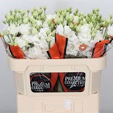Лизиантус G-Lisianthus G-Du Allisa Pure White Ex-70cm 13b11106-6902-11ef-0a80-04d00083aca5