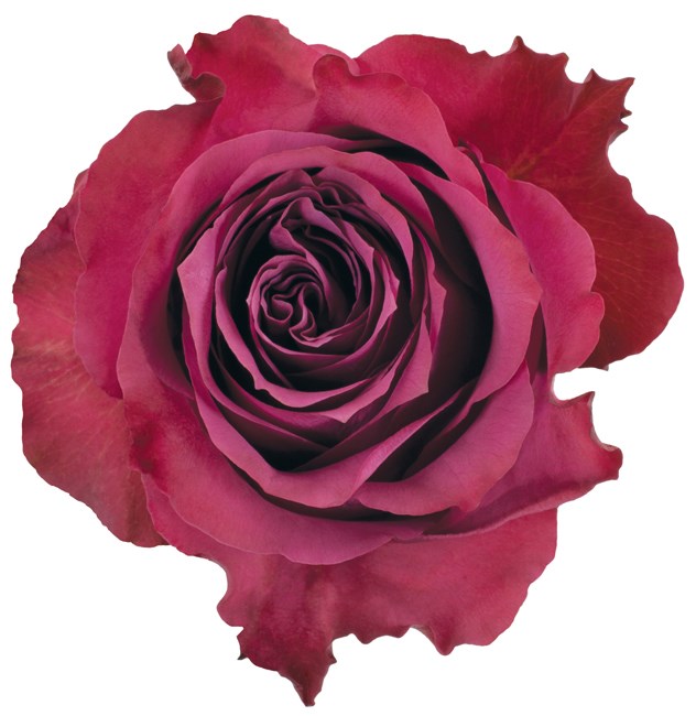 Роза-Rosa-Blueberry-40cm-PE 13c882ef-a22f-11ed-0a80-00b50012b3ac