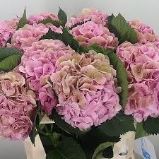 Гортензия-Hydrangea-Elbtal Pink Classic-80cm 13cdb7fb-6902-11ef-0a80-04d00083acb0