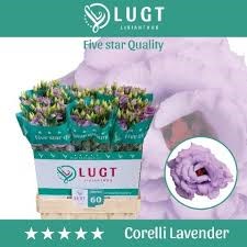 Лизиантус G-Lisianthus G-Du Corelli Lavendel-70cm 13de6a00-6902-11ef-0a80-04d00083acb3