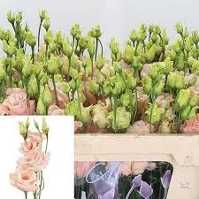 Лизиантус G-Lisianthus G-Du Alissa L Apricot-70cm 13e41580-6902-11ef-0a80-04d00083acb6