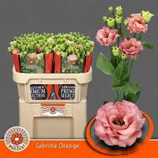 Лизиантус G-Lisianthus G-Du Sabrina Orange-70cm 13f4309e-6902-11ef-0a80-04d00083acc0