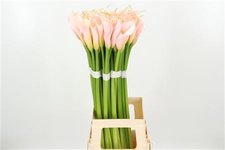 Калла-Zantedechia-Ae Eyd Salmon-90cm 13f48670-bdae-11ee-0a80-0f0b0026597f