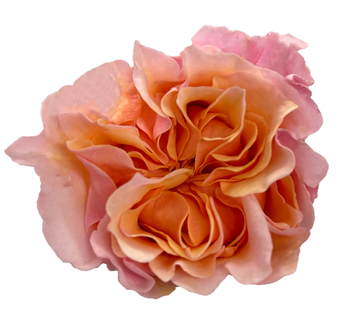 Роза-Rosa-Mayra's Peach-40cm-FL 0136d6cd-bfa9-11ec-0a80-0b4c000ae770
