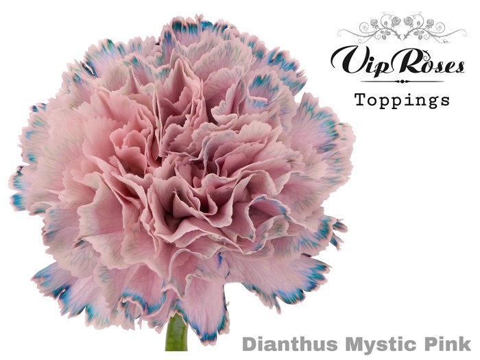 Гвоздика ст-Dianthus st-Mystic Pink-60cm 142decbd-bfa4-11ec-0a80-0b4c00069aca