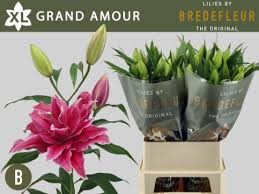 Лилия-Lilium-Or Grand Amour (double)-95cm 14497c5a-6902-11ef-0a80-04d00083ad28