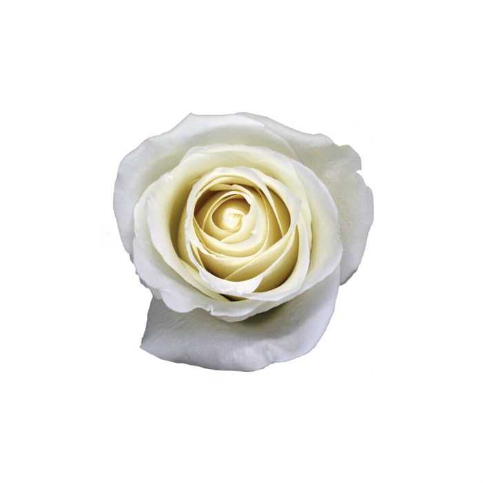 Роза-Rosa-Tibet-40cm-MS 14621a6d-bfa9-11ec-0a80-0b4c000afce1