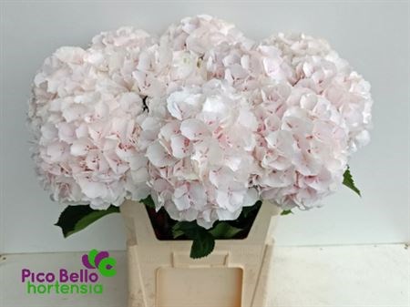 Гортензия-Hydrangea-Sweet Verena-80cm 14637009-6902-11ef-0a80-04d00083adf4