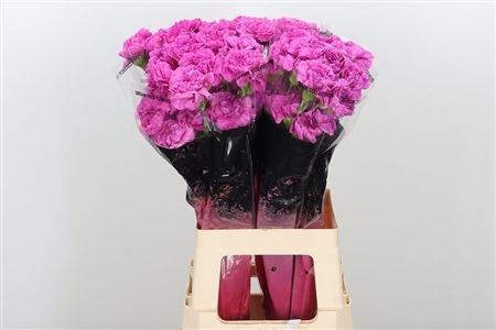 Гвоздика ст-Dianthus st-Farida--70cm 14738f7c-b1ef-11ed-0a80-0cc000161c09