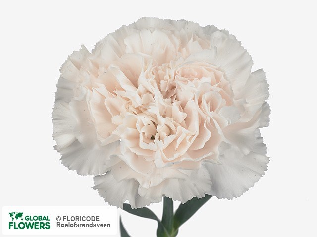 Гвоздика ст-Dianthus st-Moon Golem-70cm 147411b6-bfa4-11ec-0a80-0b4c00069b12