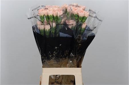 Гвоздика ст-Dianthus st-Novia-70cm 149d84d2-bfa4-11ec-0a80-0b4c00069b3b