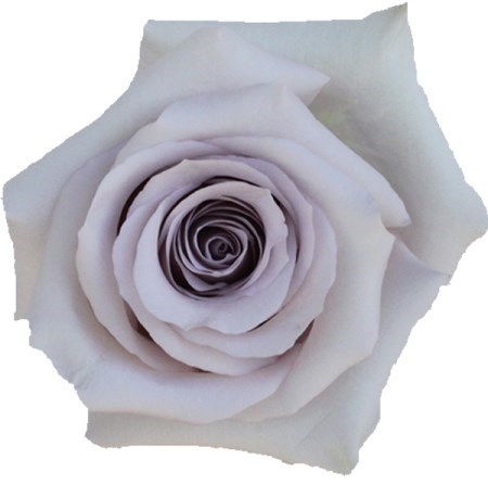Роза-Rosa-Andrea-50cm-AG 14a66995-bfa9-11ec-0a80-0b4c000afd35