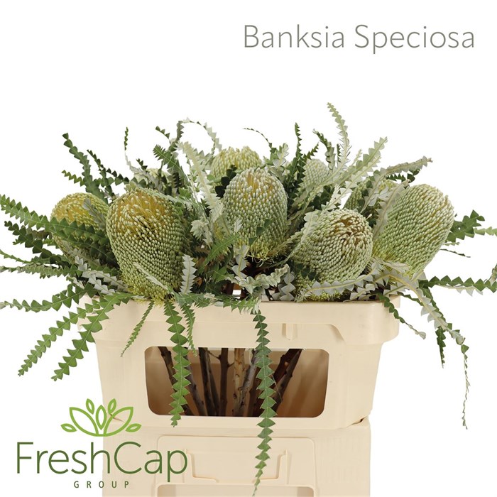 Банксия-Banksia-Speciosa-70cm 15169869-b8ac-11f0-0a80-091c001860df