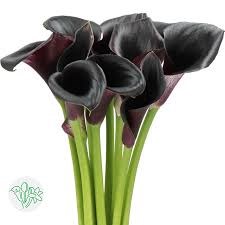 Калла-Zantedechia-Call Ceara-55cm 1565bfc5-b8ac-11f0-0a80-091c001860f7